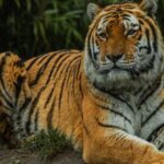 Eindhoven Zoo Entry Ticket - Who Should Visit Eindhoven Zoo?