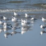El Rocío: Doñana National Park 4x4 Guided Tour - Who Should Consider This Tour?