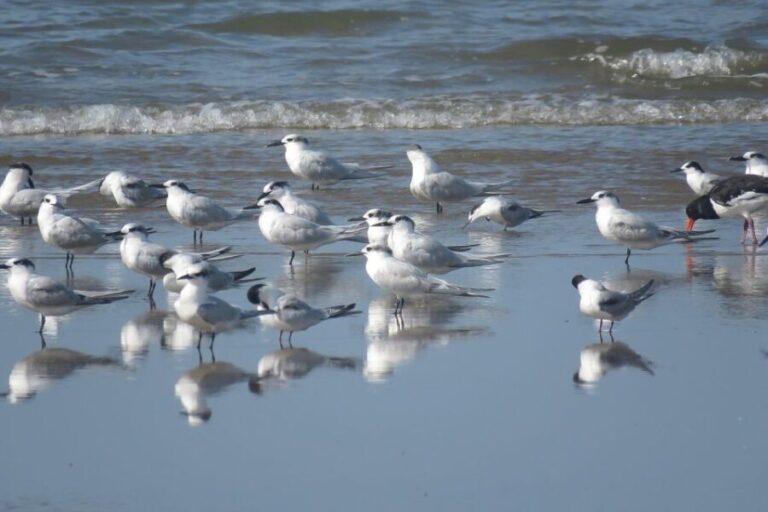 El Rocío: Doñana National Park 4x4 Guided Tour - Who Should Consider This Tour?