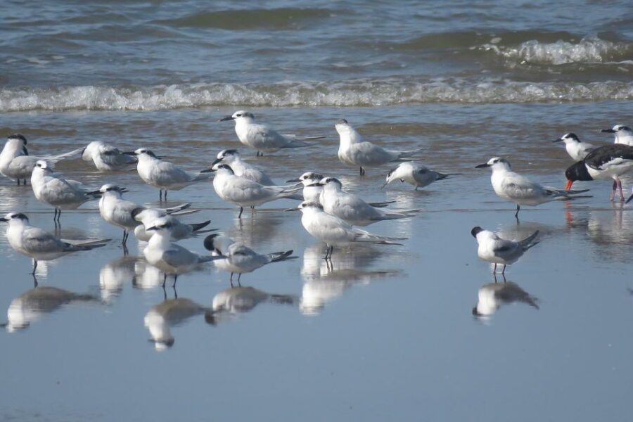 El Rocío: Doñana National Park 4x4 Guided Tour - Who Should Consider This Tour?