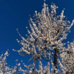 Embrace the enchantment of Mallorca's almond blossom season - Practical Details and What You Should Know
