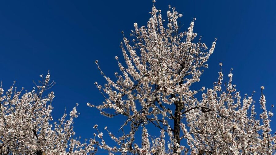 Embrace the enchantment of Mallorca's almond blossom season - Practical Details and What You Should Know