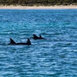 Estepona: Private sailing trip ideal for groups of up to 10 people. - What Does the Journey Look Like?