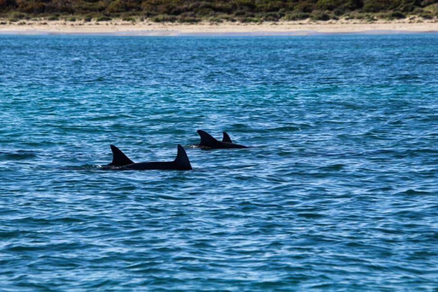 Estepona: Private sailing trip ideal for groups of up to 10 people. - What Does the Journey Look Like?
