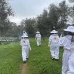 Évora or Montemor: Beekeeping, Chocolate factory, Wine tasting - Who Will Love This Tour?