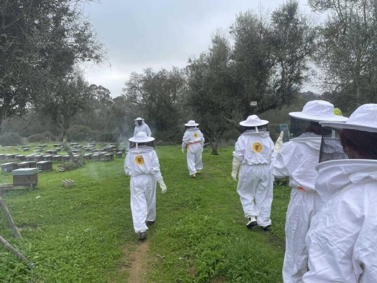 Évora or Montemor: Beekeeping, Chocolate factory, Wine tasting - Who Will Love This Tour?