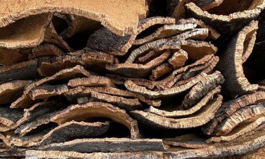 Evora, Winery & Cork Factory: Full-day Private Transport - Why This Tour is a Great Choice