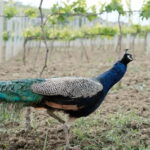 Experience Albanian Wine, daily tours from Durres - Is It Worth the Price?