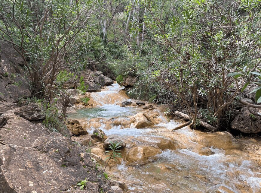 Explore Marbella's Nature: Guided Hiking And Foraging Trip - Authentic Experiences and Review Highlights