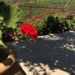 Explore the Secrets of Wine and Olives in Rethymno - Transportation and Group Dynamics