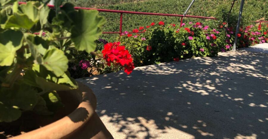 Explore the Secrets of Wine and Olives in Rethymno - Transportation and Group Dynamics