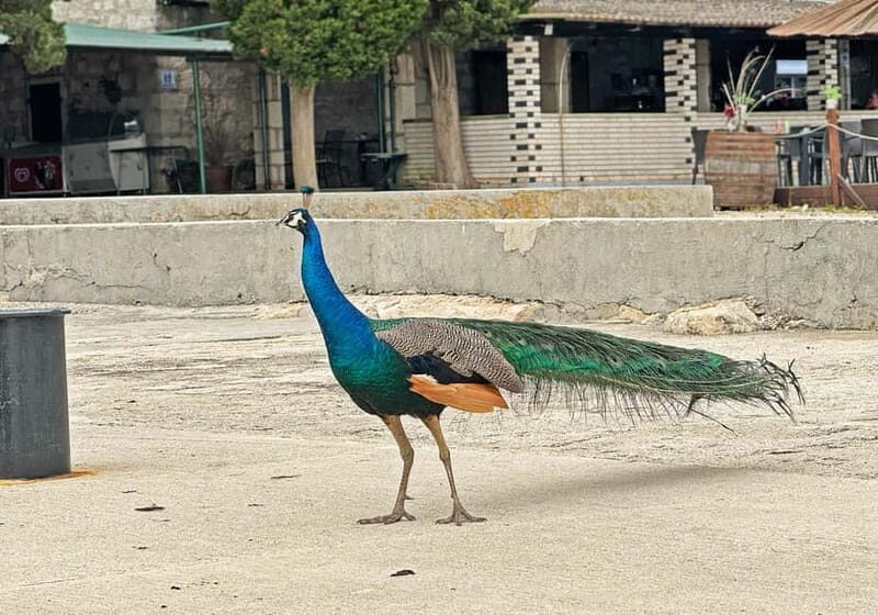 Faana: Brijuni Islands Lunch tour with Peacock Island Visit - The Practicalities