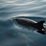 FAANA: DOLPHIN SAFARI - The Sum Up