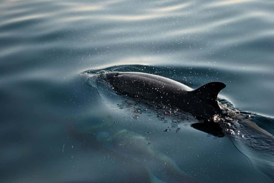 FAANA: DOLPHIN SAFARI - The Sum Up