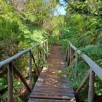 Fanal Forest Walk & Meal - Why this Tour Stands Out