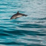 Faro: Dolphin and Marine Life Watching Boat Tour - The Experience in Detail