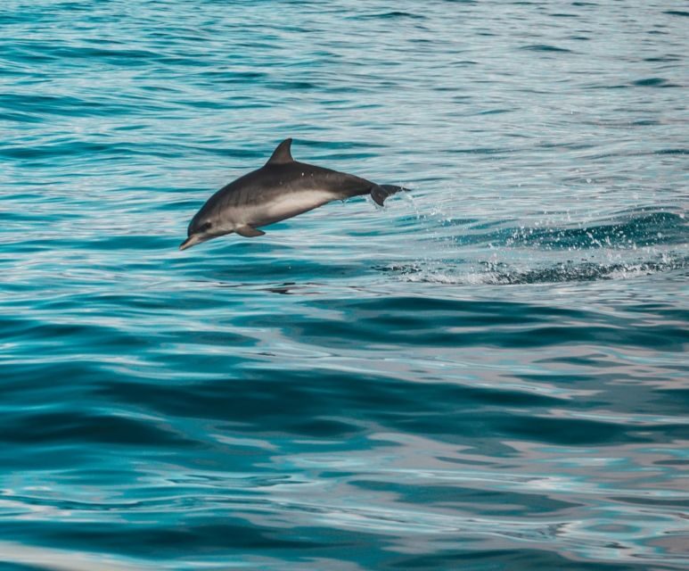 Faro: Dolphin and Marine Life Watching Boat Tour - The Experience in Detail