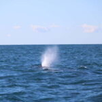 Faro: Funtastic Dolphin Watching Boat Tour - Why This Tour Is Worth It