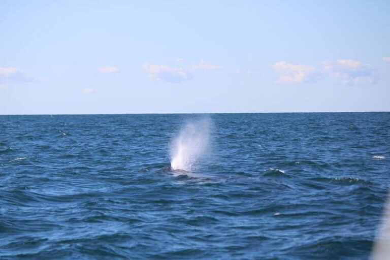 Faro: Funtastic Dolphin Watching Boat Tour - Why This Tour Is Worth It