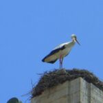 Faro Private Walking Tour - Highlights of the Tour: A Walk through Time