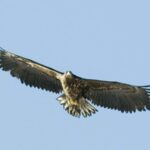 Fjord Cruise Tromsø  With a stop at Sommarøy Island - An In-Depth Look at the Tromsø Fjord Cruise