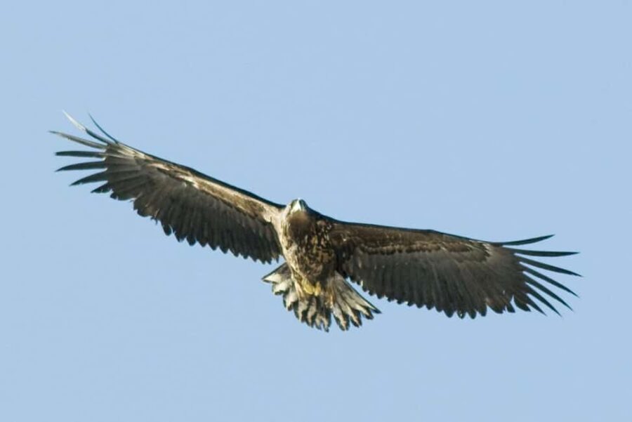 Fjord Cruise Tromsø  With a stop at Sommarøy Island - An In-Depth Look at the Tromsø Fjord Cruise