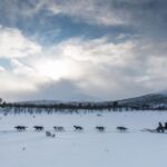 From Abisko: Dog Sledding Excursion to Kiruna with Fika - What’s Included and What to Expect