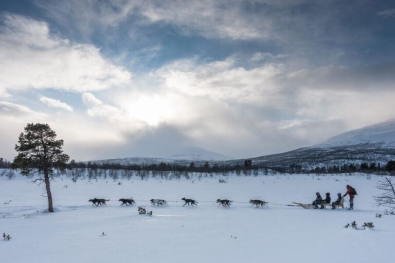 From Abisko: Dog Sledding Excursion to Kiruna with Fika - What’s Included and What to Expect