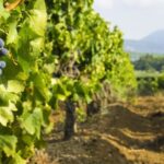 From Aix-en-Provence: Half-Day Wine Tour - The Itinerary in Detail