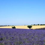 From Aix-en-Provence : Sunset Lavender Tour in Valensole - Authentic Moments from Reviewers