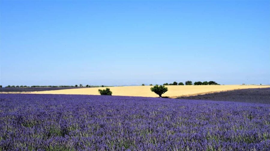From Aix-en-Provence : Sunset Lavender Tour in Valensole - Authentic Moments from Reviewers