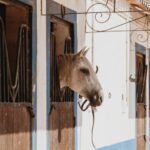 From Albufeira: Half-Day Hidden Gems & Horse Riding Tour - Why This Tour Stands Out