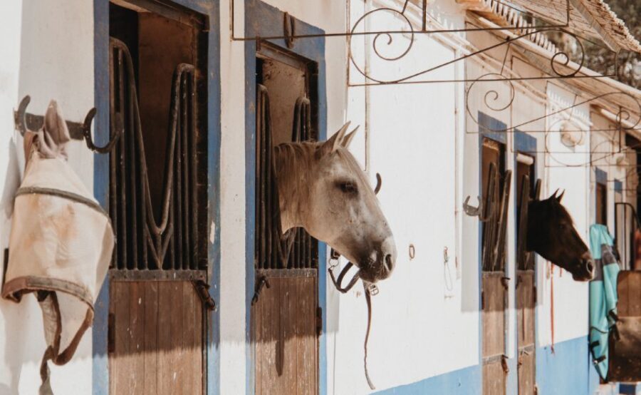 From Albufeira: Half-Day Hidden Gems & Horse Riding Tour - Why This Tour Stands Out