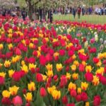 From Amsterdam: Keukenhof and Zaanse Schans Small Group Tour - Who Will Love This Tour?