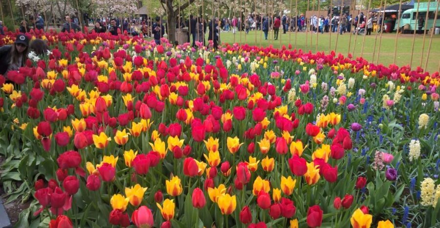 From Amsterdam: Keukenhof and Zaanse Schans Small Group Tour - Who Will Love This Tour?