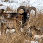 From Amsterdam: Small Group Tour NP Hoge Veluwe (Van Gogh) - Pricing & Value