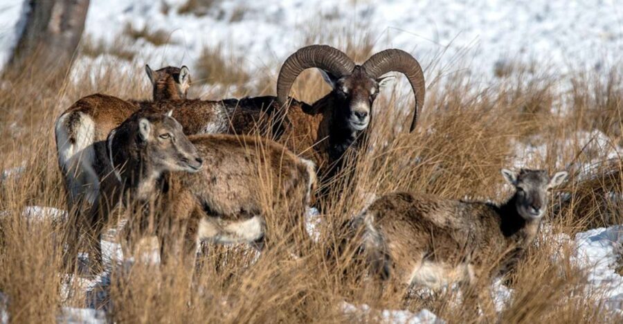 From Amsterdam: Small Group Tour NP Hoge Veluwe (Van Gogh) - Pricing & Value