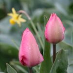 From Amsterdam: Tulip Fields of Holland Tour - What Sets This Tour Apart