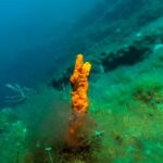 From Athens: Scuba Diving at the Blue Hole - The Itinerary Breakdown