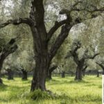 From Athens: Wine, Oil, & Cheese Tasting in Nemea & Argolis - Practicalities and Value