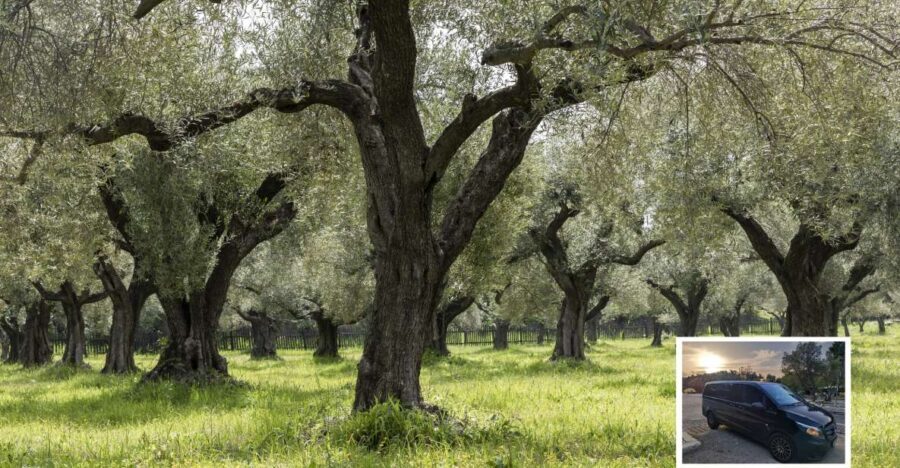 From Athens: Wine, Oil, & Cheese Tasting in Nemea & Argolis - Practicalities and Value