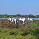 From Avignon: Half-Day Camargue and Saintes-Maries-de-la-Mer - What to Expect on This Camargue Tour