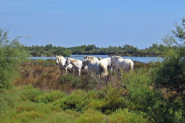 From Avignon: Half-Day Camargue and Saintes-Maries-de-la-Mer - What to Expect on This Camargue Tour