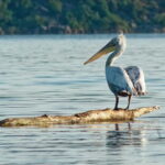 From Bar: Skadar Lake Land and Boat Tour - The Sum Up