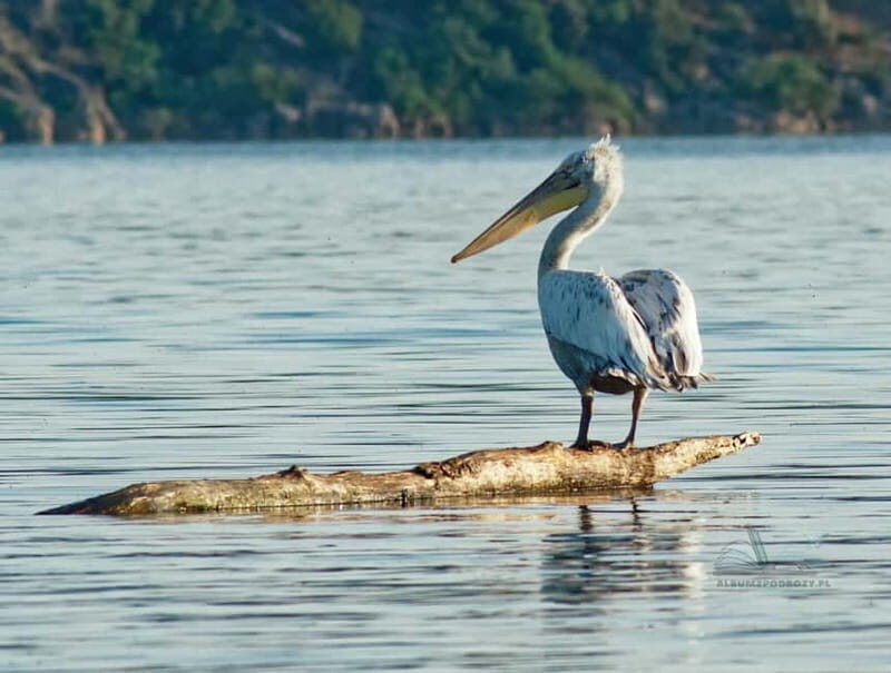 From Bar: Skadar Lake Land and Boat Tour - The Sum Up