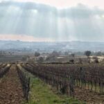 From Barcelona: Pvt Penedès Wine & Cava Tastings with Lunch - Practical Details & Tips