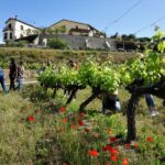 From Barcelona: Sailing and E-bike Winery Tour with Tastings - What Sets This Tour Apart