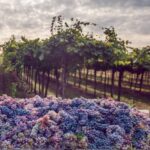 From Bologna: Wine Tasting and Vineyard Tour - The Authenticity and Value of This Experience