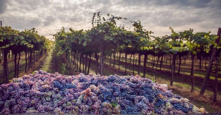 From Bologna: Wine Tasting and Vineyard Tour - The Authenticity and Value of This Experience