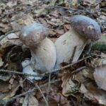 From Brasov: Half-Day Foraging Lesson - The Practicalities: Whats Included and Whats Not